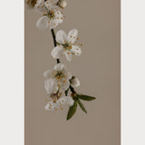Branches and Blossoms No. 1, fine art cherry blossom photography print, sparse early blooms, warm coffee background, Teolai Design x Floralista