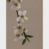 Branches and Blossoms - 1