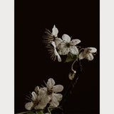 Branches and Blossoms - 3