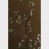 Branches and Blossoms No. 5, fine art floral photography print, limited edition archival quality, Teolai Design x Floralista