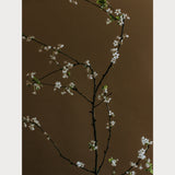 Branches and Blossoms - 5