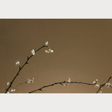 Branches and Blossoms No. 6, close study cherry blossom photography print, single blossom cluster, warm coffee background, Teolai Design x Floralista