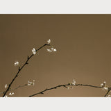 Branches and Blossoms No. 6, limited edition fine art cherry blossom print, Hahnemuhle Photo Rag, Teolai Design x Floralista