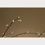 Branches and Blossoms - 6