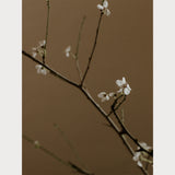 Branches and Blossoms - 7