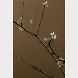 Branches and Blossoms - 7