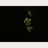 Founders Collection - 6