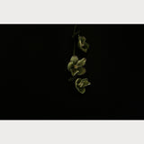 Founders Collection - 6