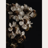 Founders Collection - 7