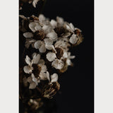 Founders Collection - 7