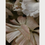 Love Letter No. 1 large format, limited edition archival floral photography, Teolai Design x Floralista