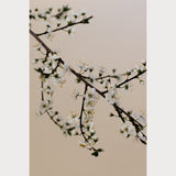 Branches and Blossoms No. 2, fine art cherry blossom photography print, emerging blooms, warm coffee background, Teolai Design x Floralista