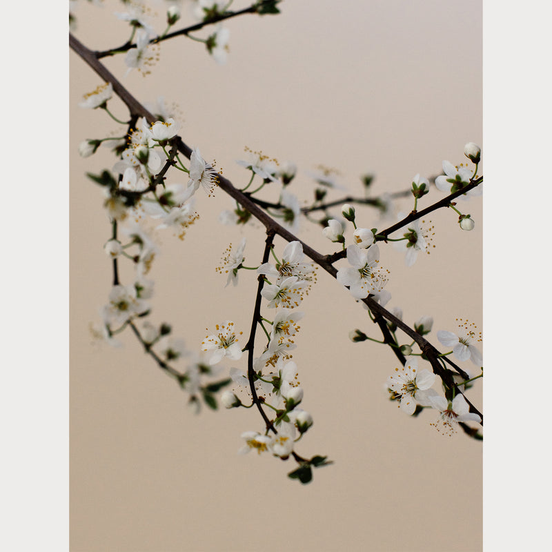 Branches and Blossoms - 2