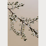 Branches and Blossoms - 2
