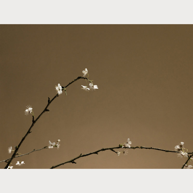 Branches and Blossoms - 6