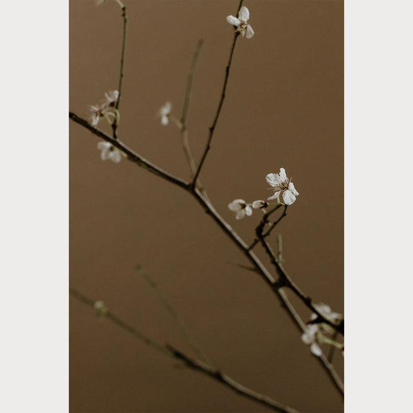 Branches and Blossoms - 7