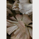 Love Letter No. 1, fine art floral photography print, white and cream spring florals, Teolai Design x Floralista, Hahnemuhle Photo Rag