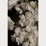  Love Letter No. 2, fine art floral photography print, layered cream and ivory spring florals, Teolai Design x Floralista