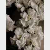 Love Letter No. 2 large format, limited edition archival floral print, Teolai Design x Floralista